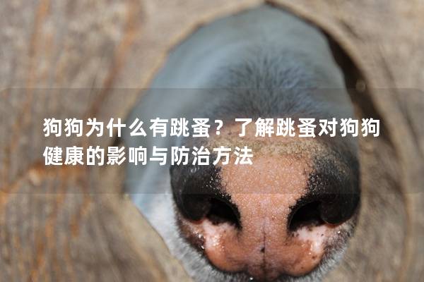 狗狗为什么有跳蚤？了解跳蚤对狗狗健康的影响与防治方法