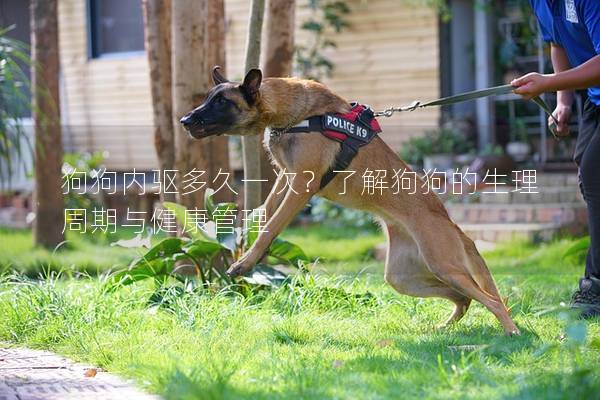 狗狗内驱多久一次？了解狗狗的生理周期与健康管理