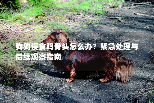 狗狗误食鸡骨头怎么办？紧急处理与后续观察指南
