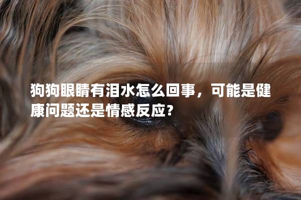 狗狗眼睛有泪水怎么回事，可能是健康问题还是情感反应？