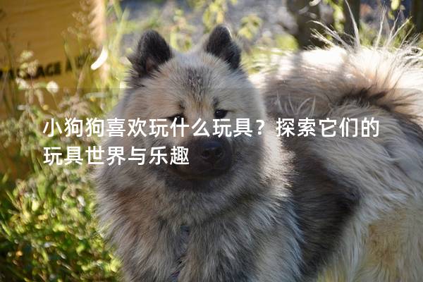 小狗狗喜欢玩什么玩具？探索它们的玩具世界与乐趣