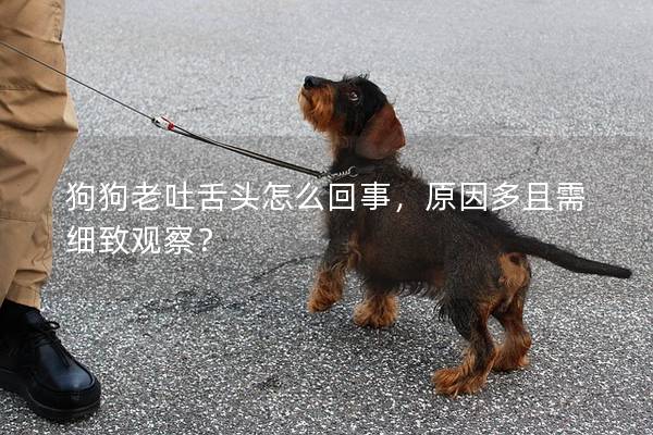 狗狗老吐舌头怎么回事，原因多且需细致观察？