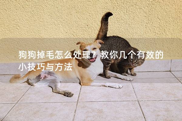 狗狗掉毛怎么处理？教你几个有效的小技巧与方法