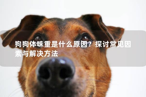 狗狗体味重是什么原因？探讨常见因素与解决方法