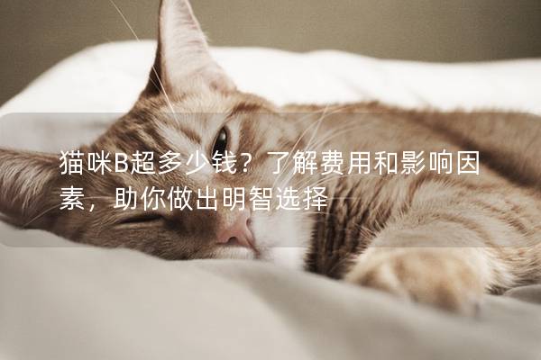 猫咪B超多少钱？了解费用和影响因素，助你做出明智选择