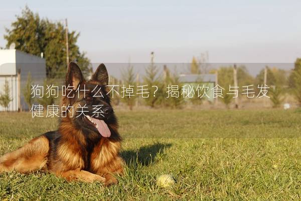 狗狗吃什么不掉毛？揭秘饮食与毛发健康的关系