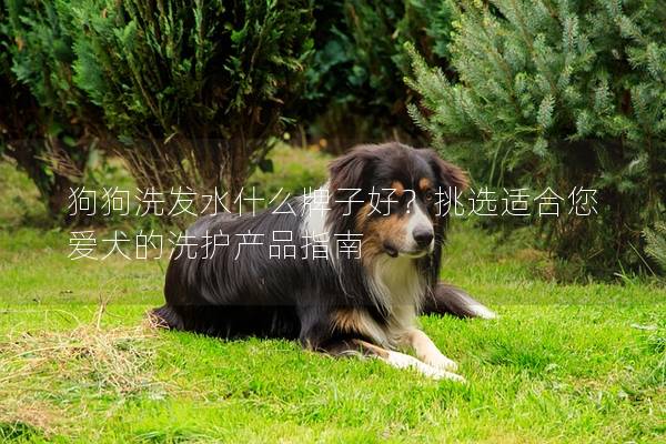 狗狗洗发水什么牌子好？挑选适合您爱犬的洗护产品指南