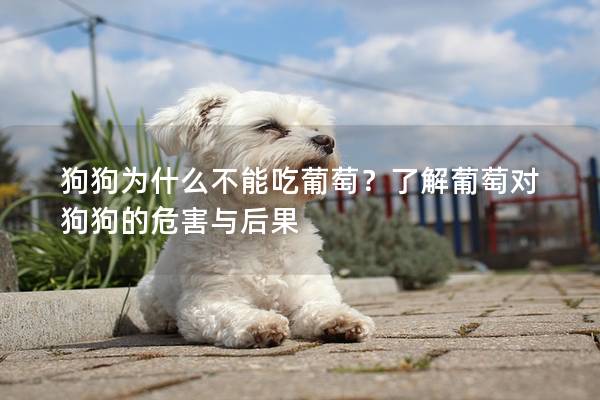 狗狗为什么不能吃葡萄？了解葡萄对狗狗的危害与后果