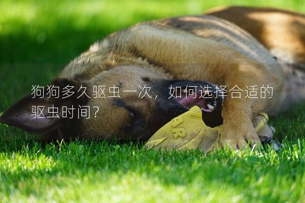 狗狗多久驱虫一次，如何选择合适的驱虫时间？