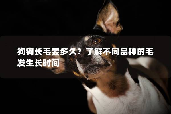 狗狗长毛要多久？了解不同品种的毛发生长时间