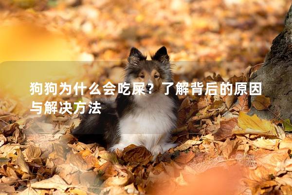 狗狗为什么会吃屎？了解背后的原因与解决方法