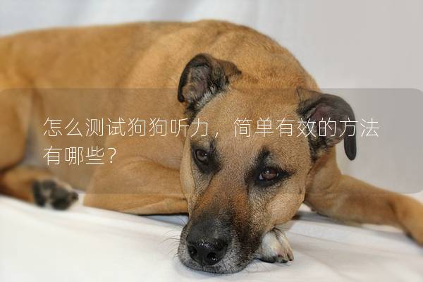 怎么测试狗狗听力，简单有效的方法有哪些？