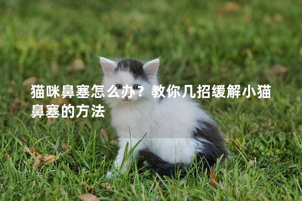 猫咪鼻塞怎么办？教你几招缓解小猫鼻塞的方法