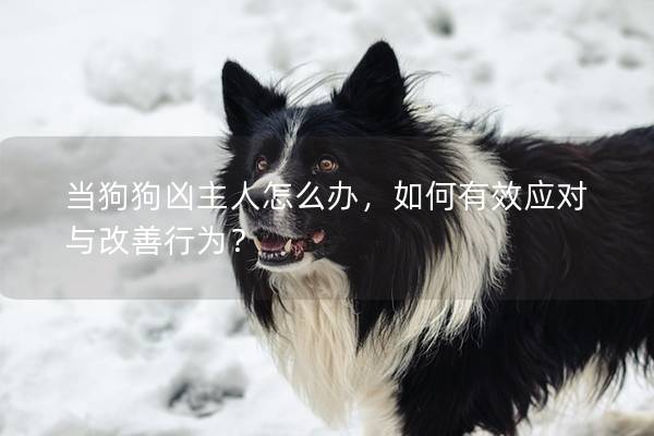 当狗狗凶主人怎么办，如何有效应对与改善行为？