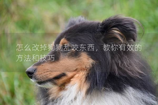 怎么改掉狗狗乱咬东西，教你有效的方法和技巧