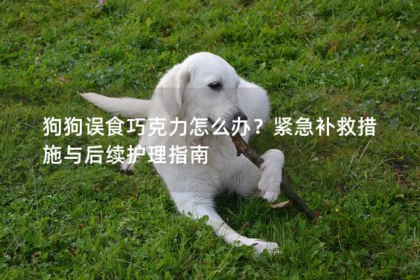 狗狗误食巧克力怎么办？紧急补救措施与后续护理指南