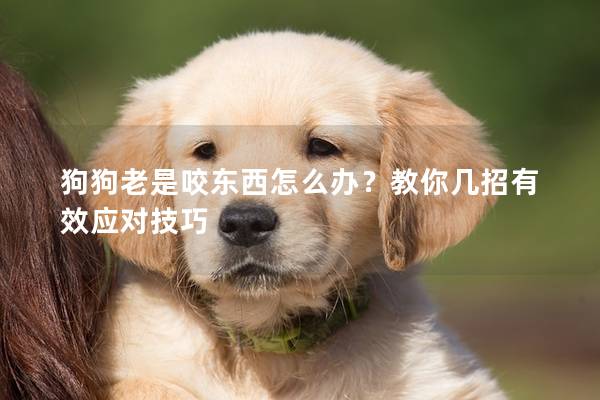 狗狗老是咬东西怎么办？教你几招有效应对技巧