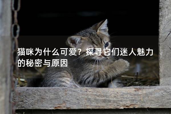 猫咪为什么可爱？探寻它们迷人魅力的秘密与原因