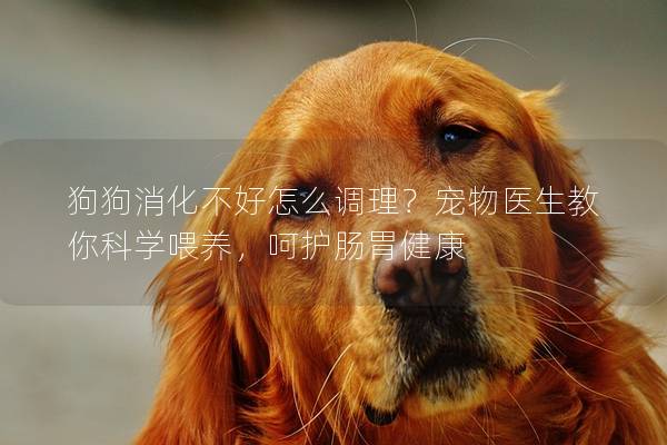 狗狗消化不好怎么调理？宠物医生教你科学喂养，呵护肠胃健康