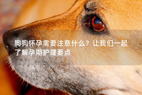 狗狗怀孕需要注意什么？让我们一起了解孕期护理要点
