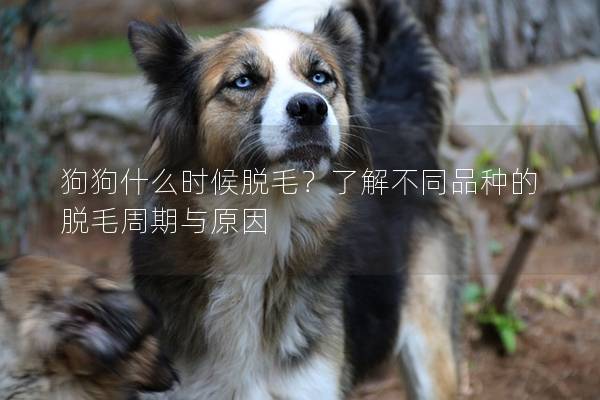 狗狗什么时候脱毛？了解不同品种的脱毛周期与原因