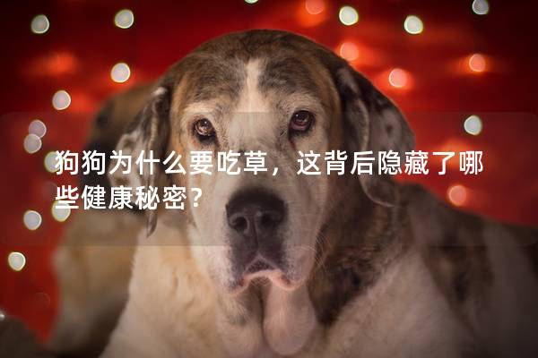 狗狗为什么要吃草，这背后隐藏了哪些健康秘密？
