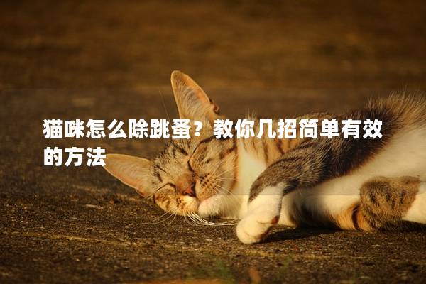 猫咪怎么除跳蚤？教你几招简单有效的方法