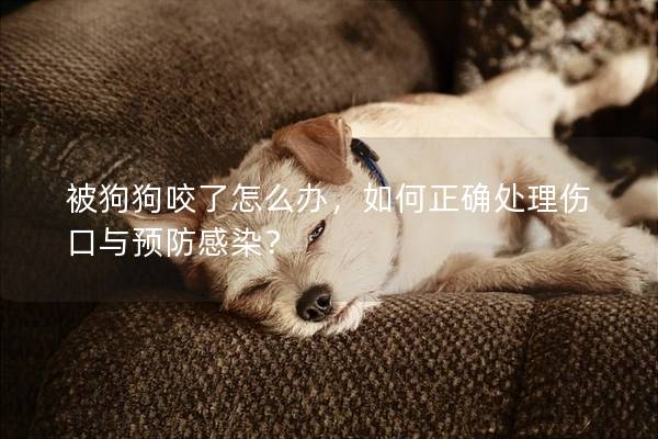 被狗狗咬了怎么办，如何正确处理伤口与预防感染？