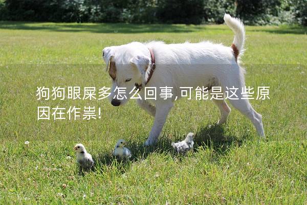 狗狗眼屎多怎么回事,可能是这些原因在作祟!