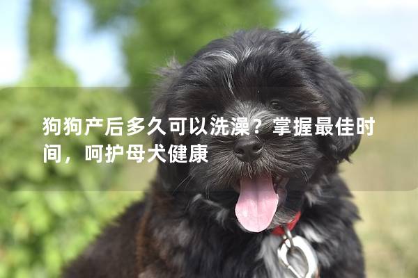 狗狗产后多久可以洗澡？掌握最佳时间，呵护母犬健康