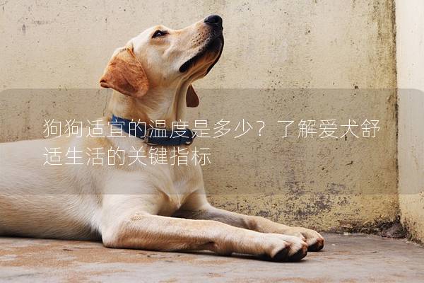 狗狗适宜的温度是多少？了解爱犬舒适生活的关键指标