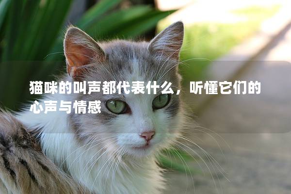 猫咪的叫声都代表什么，听懂它们的心声与情感