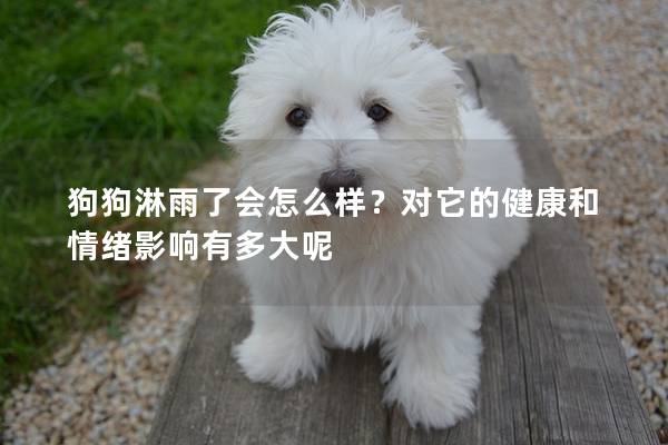 狗狗淋雨了会怎么样？对它的健康和情绪影响有多大呢