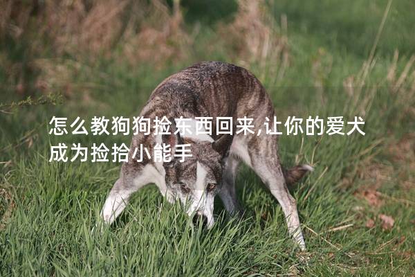怎么教狗狗捡东西回来,让你的爱犬成为捡拾小能手