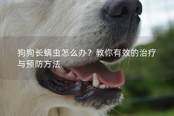 狗狗长螨虫怎么办？教你有效的治疗与预防方法