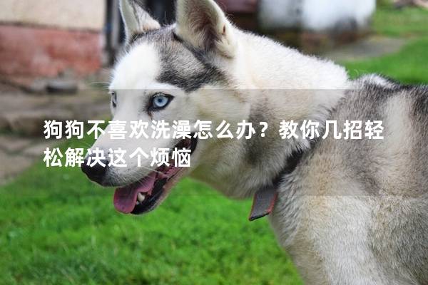狗狗不喜欢洗澡怎么办？教你几招轻松解决这个烦恼