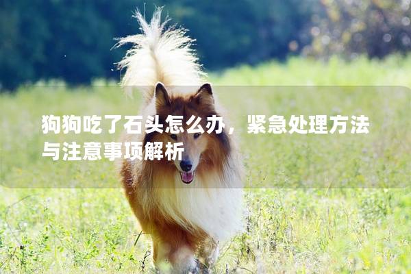 狗狗吃了石头怎么办，紧急处理方法与注意事项解析