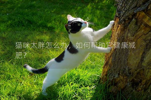 猫咪太胖怎么办，如何帮助它健康减肥？