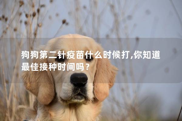 狗狗第二针疫苗什么时候打,你知道最佳接种时间吗？