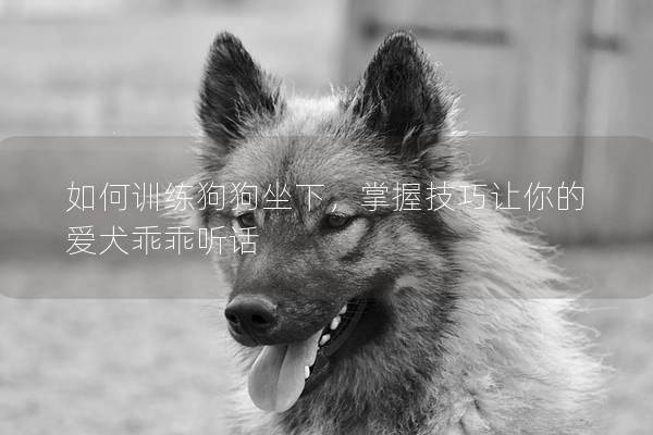 如何训练狗狗坐下，掌握技巧让你的爱犬乖乖听话