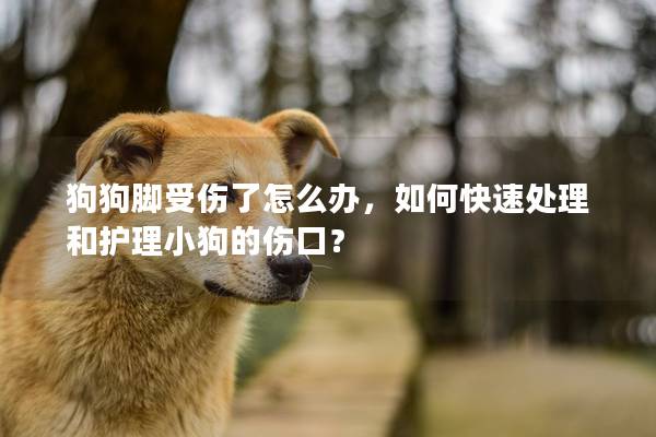 狗狗脚受伤了怎么办，如何快速处理和护理小狗的伤口？
