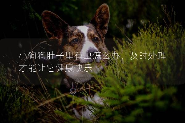 小狗狗肚子里有虫怎么办，及时处理才能让它健康快乐