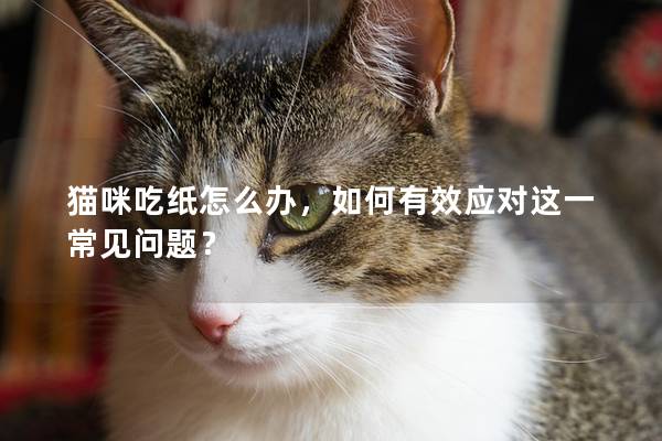 猫咪吃纸怎么办，如何有效应对这一常见问题？