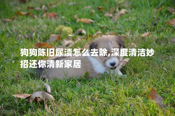 狗狗陈旧尿渍怎么去除,深度清洁妙招还你清新家居