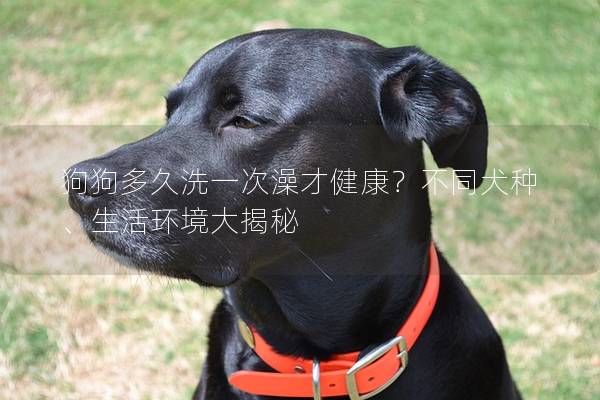 狗狗多久洗一次澡才健康？不同犬种、生活环境大揭秘