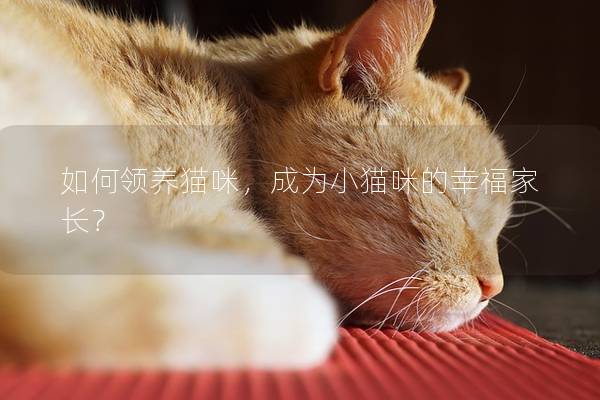 如何领养猫咪，成为小猫咪的幸福家长？