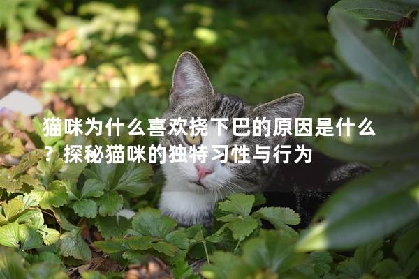猫咪为什么喜欢挠下巴的原因是什么？探秘猫咪的独特习性与行为