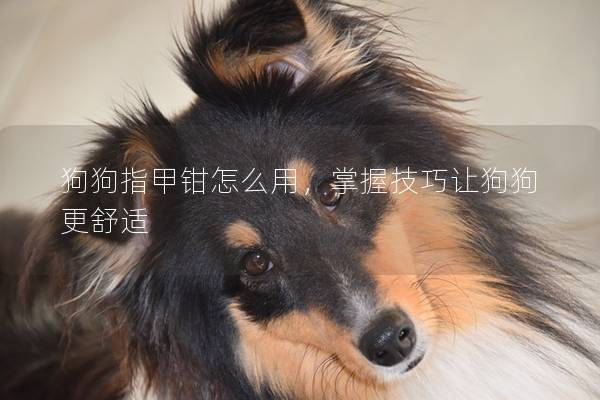 狗狗指甲钳怎么用，掌握技巧让狗狗更舒适