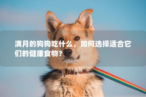 满月的狗狗吃什么，如何选择适合它们的健康食物？