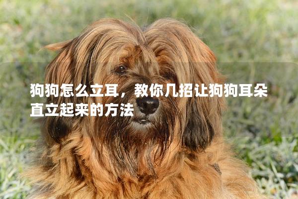 狗狗怎么立耳，教你几招让狗狗耳朵直立起来的方法